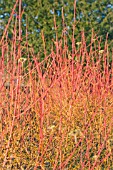 CORNUS SANGUINEA MIDWINTER FIRE