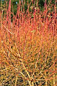 CORNUS SANGUINEA MIDWINTER FIRE