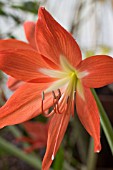 HIPPEASTRUM RUTILUM