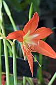 HIPPEASTRUM RUTILUM