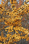 HIPPOPHAE RHAMNOIDES RAISA