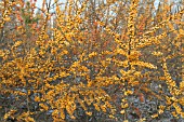 HIPPOPHAE RHAMNOIDES RAISA