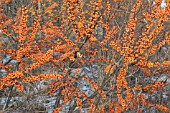 HIPPOPHAE RHAMNOIDES TERHI