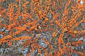 HIPPOPHAE RHAMNOIDES TERHI