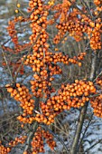 HIPPOPHAE RHAMNOIDES TERHI