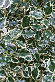 ILEX AQUIFOLIUM HANSWORTH NEW SILVER