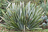 PHORMIUM STUBBY