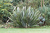 PHORMIUM STUBBY