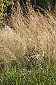 DESCHAMPSIA CESPITOSA GOLDSCHLEIER