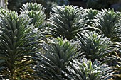 EUPHORBIA CHARACIAS