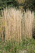 CALAMAGROSTIS KARL FOERSTER