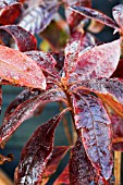 RHODODENDRON FIREGLOW