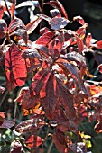 RHODODENDRON FIREGLOW