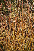 SALIX ALBA VITELLINA