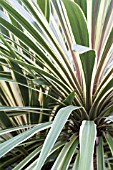 CORDYLINE TORBAY DAZZLER