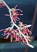 HAMAMELIS X INTERMEDIA FEUERZAUBER (FIRECRACKER)