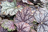 HEUCHERA GREEN SPICE