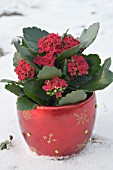 KALANCHOE RED MIRJAM