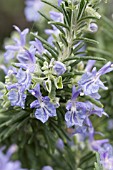 LAVANDULA PROSTRATA