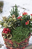 MIXED CHRISTMAS INDOOR PLANTER