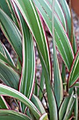 PHORMIUM COOKIANUM HOOKERI TRICOLOR