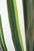 ASPIDISTRA ELATIOR VARIEGATA