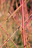 CORNUS SANGUINEA MIDWINTER FIRE