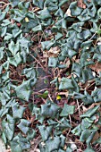 CYCLAMEN HEDERIFOLIUM