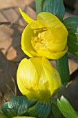 ERANTHIS HYEMALIS