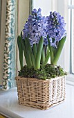 HYACINTHUS ORIENTALIS BLUE STAR