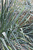 PHORMIUM TENAX