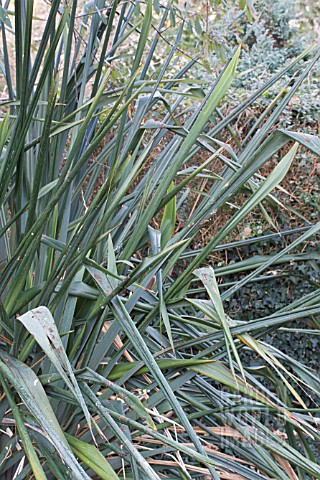 PHORMIUM_TENAX