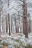 PINUS SYLVESTRIS