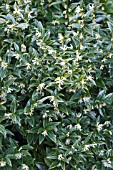 SARCOCOCCA CONFUSA