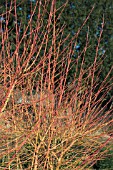 CORNUS SANGUINEA MIDWINTER FIRE