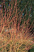 CORNUS SANGUINEA MIDWINTER FIRE