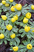 ERANTHIS HYEMALIS