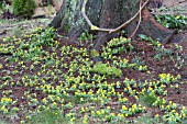 ERANTHIS HYEMALIS