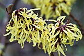 HAMAMELIS SUNBURST