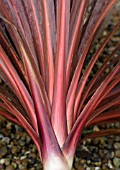 CORDYLINE AUSTRALIS TORBAY RED