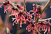 HAMAMELIS FIREWORKS