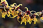 HAMAMELIS ORANGE BEAUTY