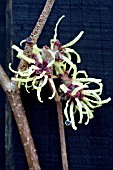 HAMAMELIS SUNBURST