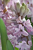 HYACINTHUS ORIENTALIS LADY DERBY