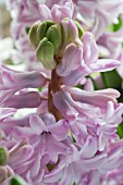 HYACINTHUS ORIENTALIS LADY DERBY