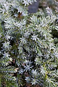 JUNIPERUS SQUAMATA BLUE STAR