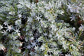 JUNIPERUS SQUAMATA BLUE STAR