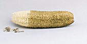 LUFFA AEGYPTIACA