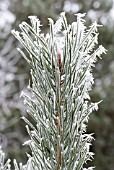 PINUS SYLVESTRIS