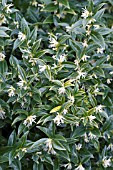 SARCOCOCCA CONFUSA